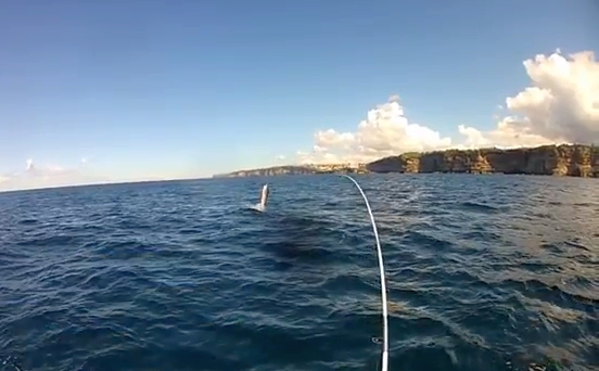 VIDEO: Sydney black marlin